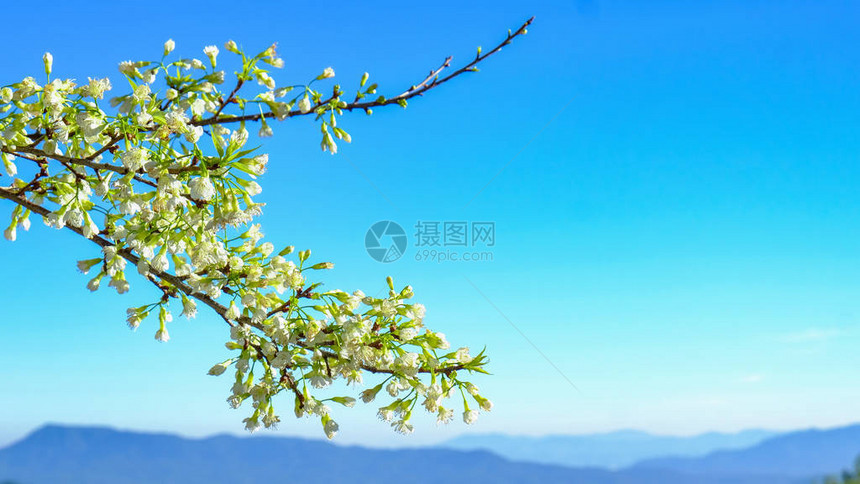 樱花和蓝天背景图片