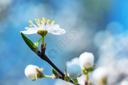 春花盛开的白春花在软蓝色背图片