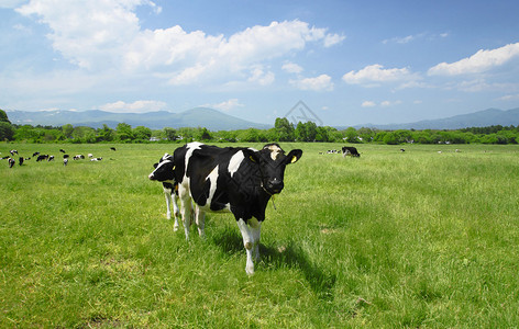 野外的牛和蓝天海门泰背景图片