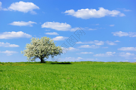 春天农村草甸上一棵开花的树图片