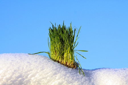 绿草从雪中升起图片