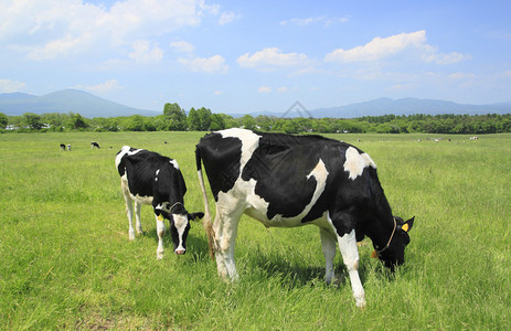 野外的牛和蓝天海门泰图片