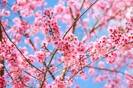 春天的日本樱花图片
