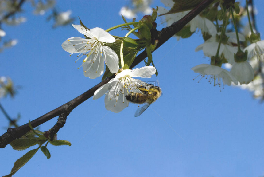 蜜蜂从蓝天背景的樱桃花中采集花蜜图片