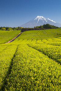 日本静冈县春季的茶叶农场和藤山位图片