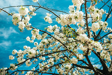 美丽的樱桃树开花和阴图片