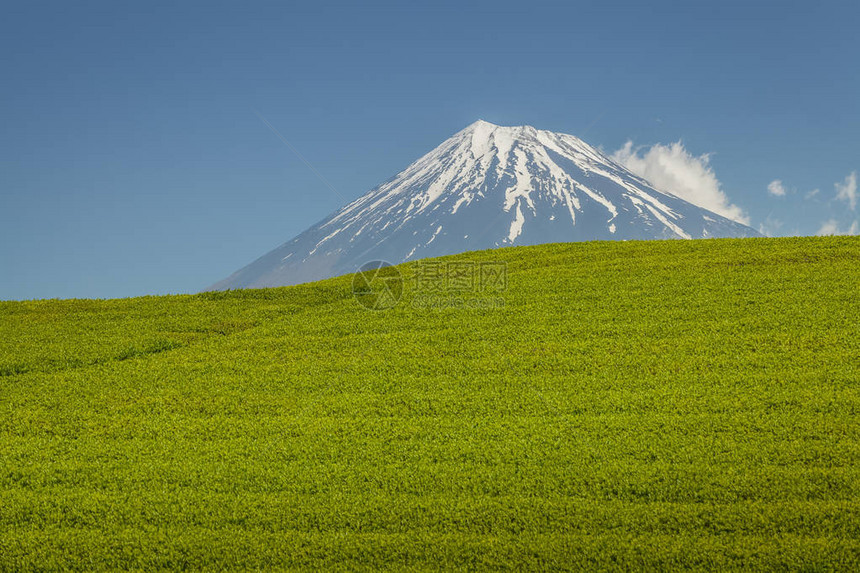 静冈县春天的茶园和富士山图片