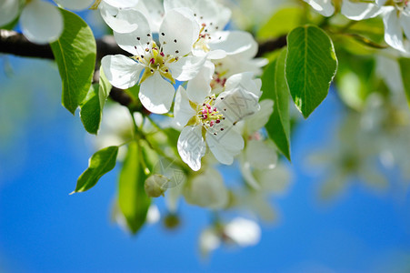 花朵在梨子枝上盛图片