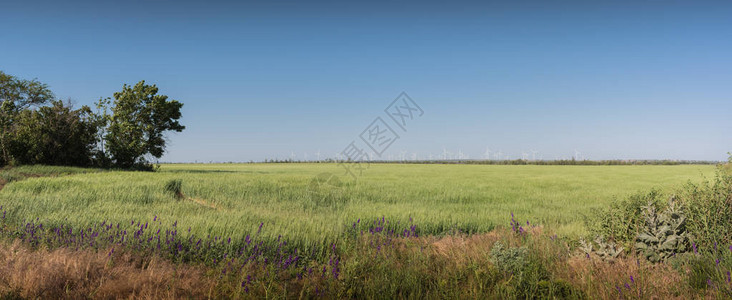 全景观望草地上的风力发电机有着美丽的图片