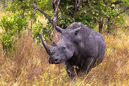 梅鲁的犀牛肯尼亚图片