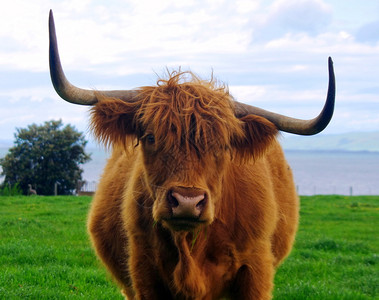 食牛的肖像图片