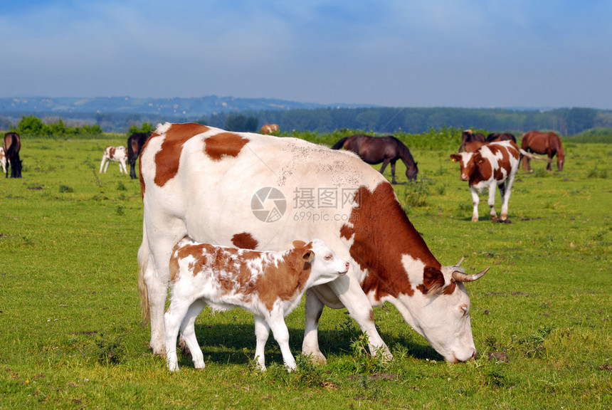 牧场上的牛和小牛犊图片