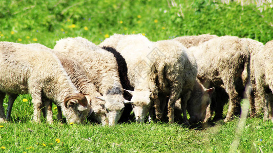 小羊在草地上吃草夏天图片