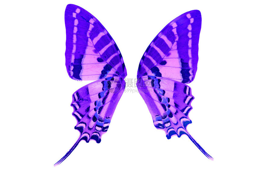 白色背景上的蝴蝶翅膀剪切路径图片