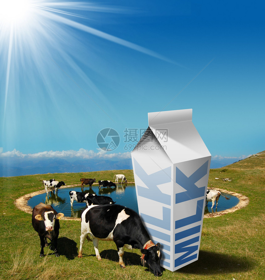 在山上放牧的牛用白牛奶盒和文字牛奶图片