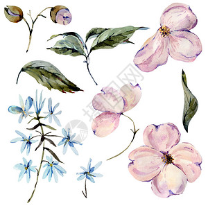 一组水彩粉色和浅蓝色花朵树枝叶子芽图片