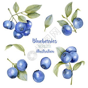 收集水彩蓝莓插图用白底漆的手工画作图片