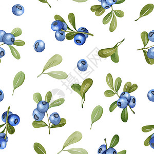 水彩蓝莓无缝图案手绘在白色背景上图片
