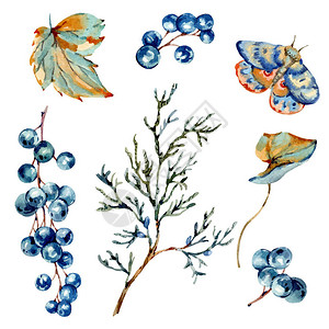天然元素的蓝莓飞蛾和毛细枝图片
