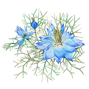 蓝色花半开花和白色背景上带有绿色针叶的花蕾图片