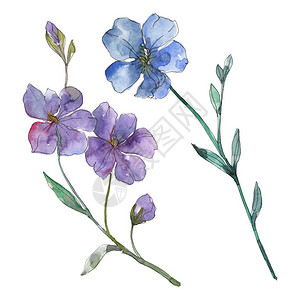 蓝色和紫色亚麻花卉植物花孤立的野生春叶野花水彩背景插图集水彩画水彩画孤立的背景图片