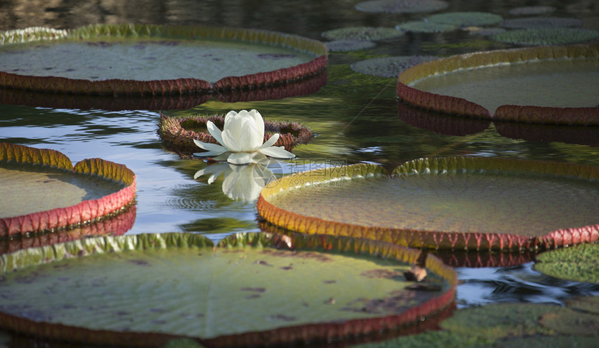 晨光中池塘上的睡莲和白花图片