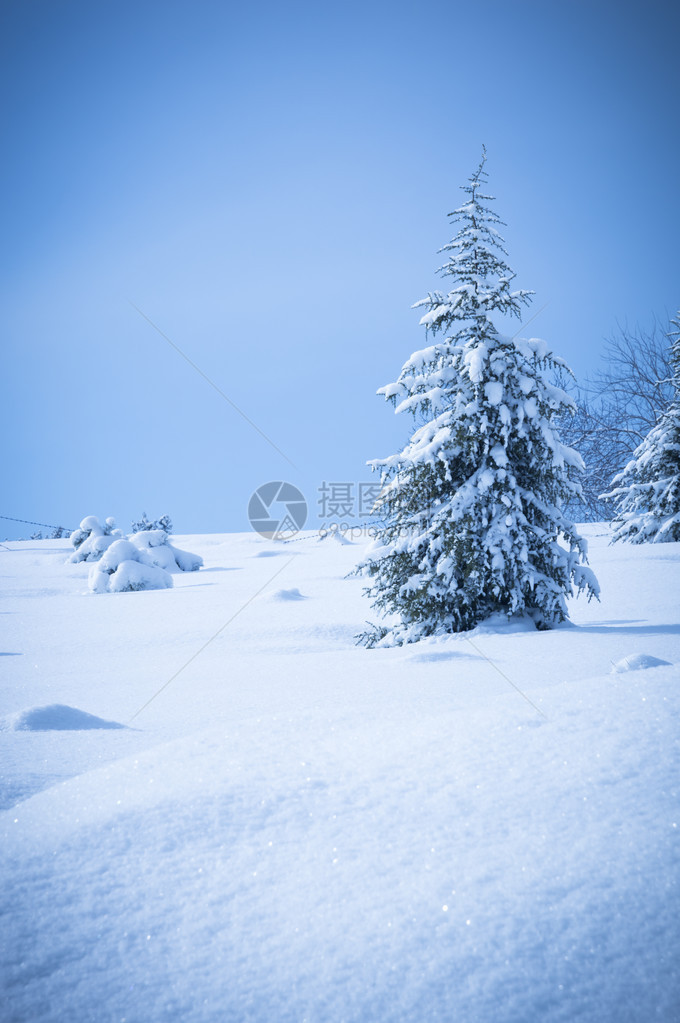 冬雪中的松树图片