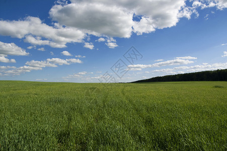 多云的天空和草的背景图片
