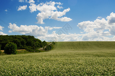 蓝天白云的荞麦花田景观定位图片