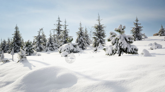 冬雪中的松树图片