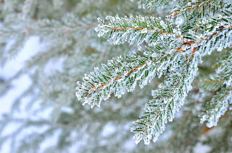 用霜特写镜头盖的松树图片