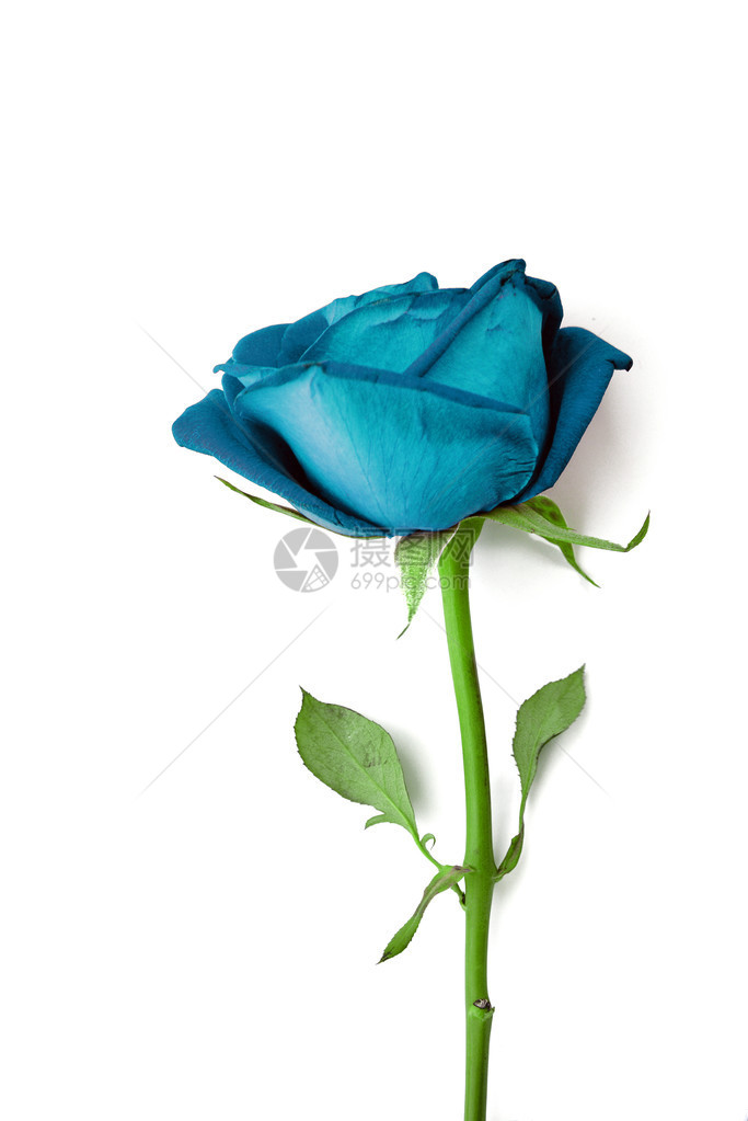 在白色的蓝色玫瑰孤立图片