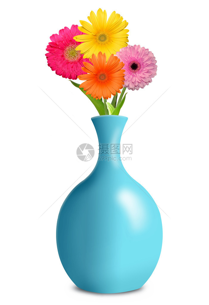 在蓝色花瓶中的Gerberas孤立图片