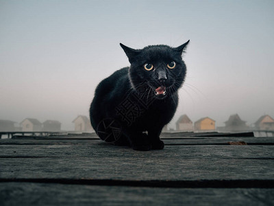 黑猫愤怒恶魔猫图片