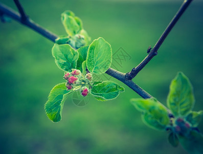 春天开花的苹果树的老式照片图片