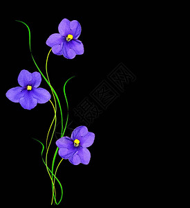 春天的花朵紫罗兰色隔离在黑色背景上图片