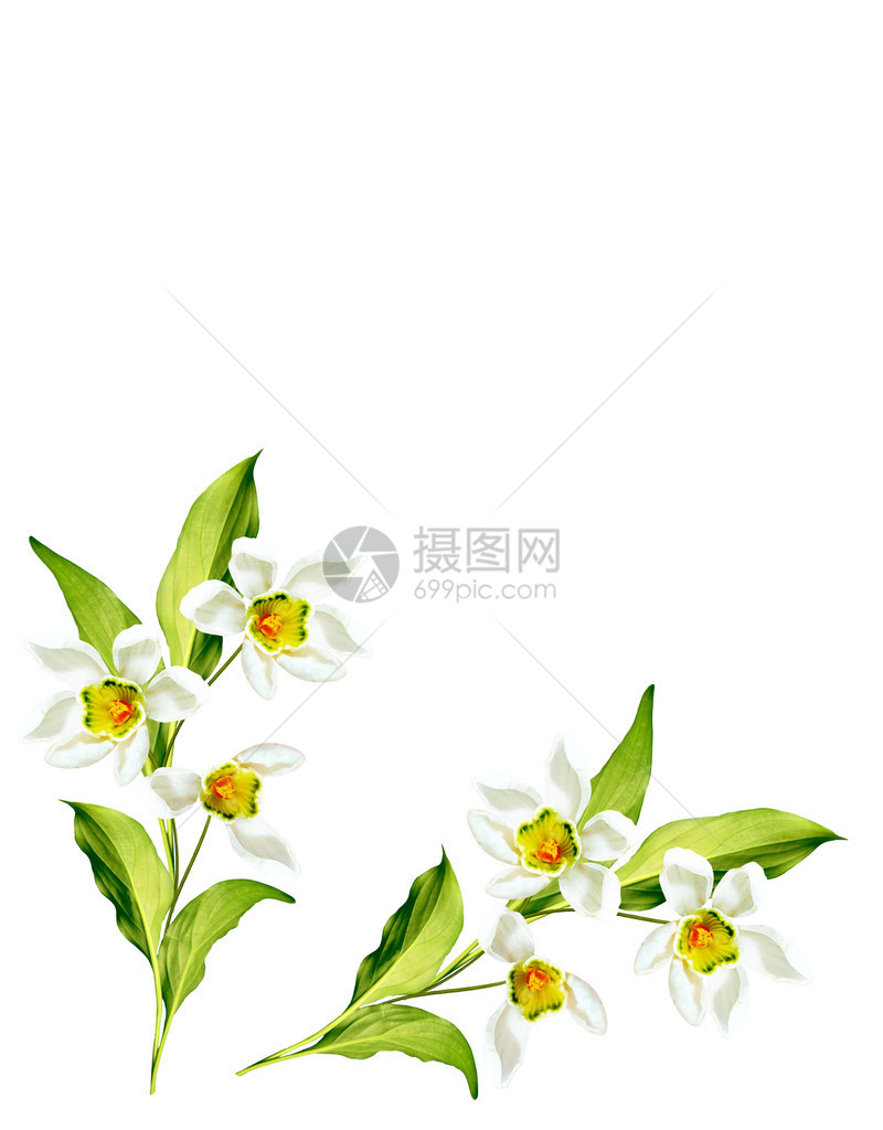 春天的花朵雪花莲被白色背景隔离精致的花朵图片