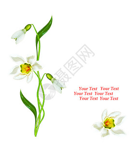 春天的花朵雪花莲孤立在白色背景上图片
