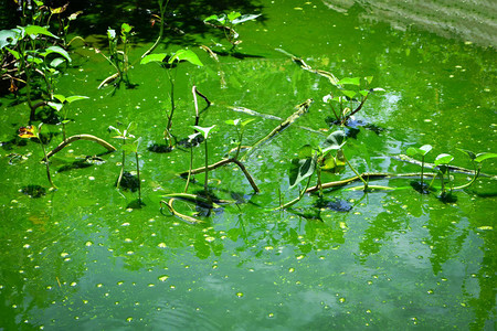 绿水腐烂与植物在表面和水下的腐烂水藻中图片