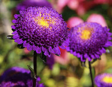 紫翠菊花特写图片