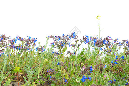 绿草和蓝色花朵在白底色图片