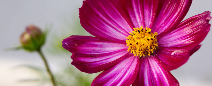 明亮的夏季花卉自然背景花园中的粉红色和红色波图片