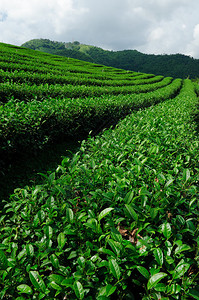 绿茶领域清莱泰国图片