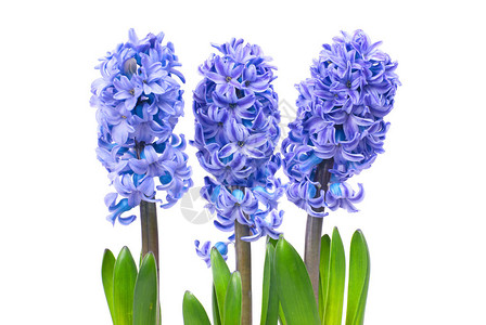 三个蓝色花朵和绿色叶子图片