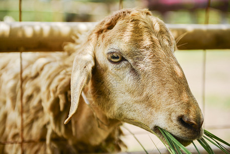 泰国农场里的羊吃草背景图片