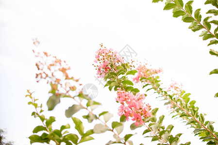 绉绸桃金娘绽放特写背景紫薇花照片拍摄于佛罗里达州西北部背景图片