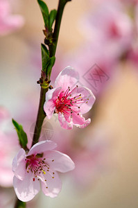 美丽的桃花特写图片