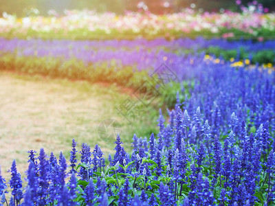 公园日落时的蓝色Salvia花田夏图片