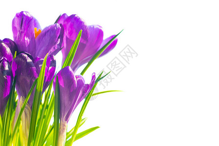第一春花紫色竹条的花束在白色背景上与背景图片