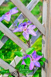 尖桩篱栅上的紫色花朵图片